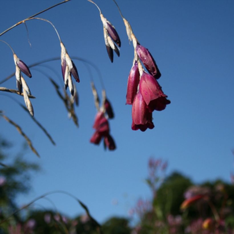 Dierama Blackberry Bells - Pluma del ángel (Floración)