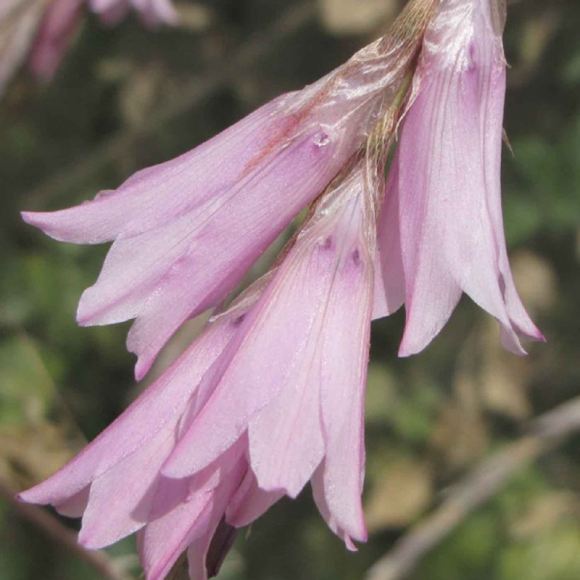 Dierama Pink Rocket - Pluma del ángel (Floración)