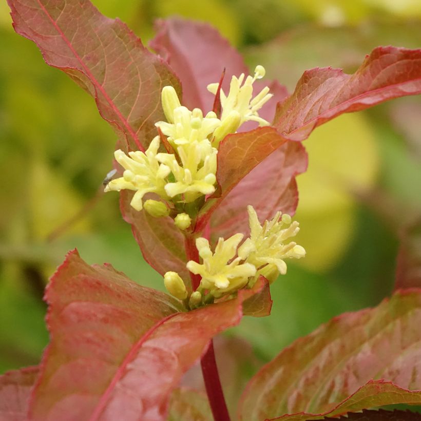 Diervilla Kodiak Orange - Brezalillo (Floración)