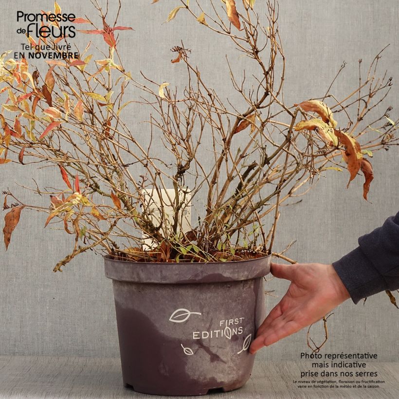 Ejemplar de Diervilla sessilifolia Cool Splash en pot de 7,5L/10L entregado en otoño