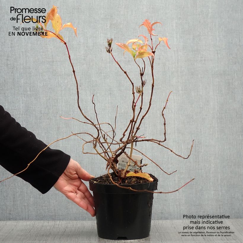 Ejemplar de Diervilla splendens 40/50cm en pot de 2L/3L - Diervillé entregado en otoño