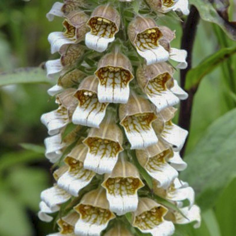 Digitalis lanata Café Crème - Dedalera lana (Floración)