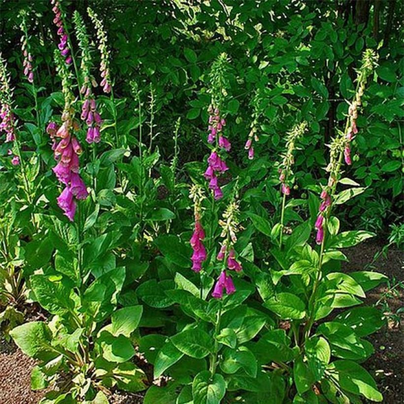 Digitalis purpurea (Porte)