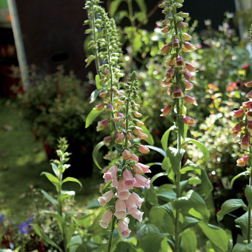 Digitalis purpurea Suttons Apricot (Floración)