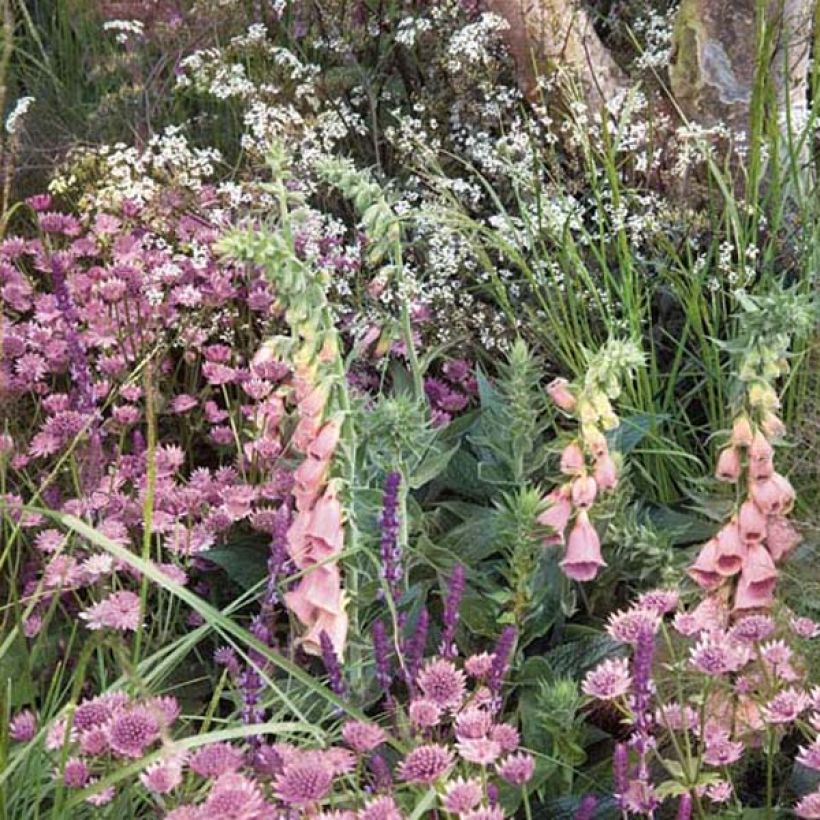 Digitalis mertonensis - Dedalera (Porte)