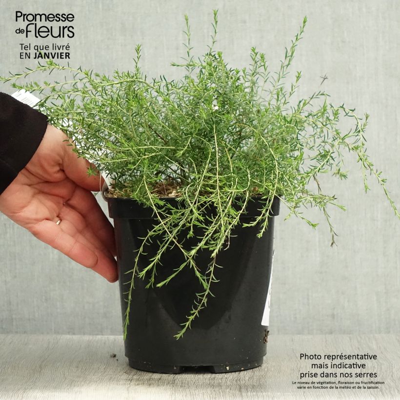 Diosma Pink Diamond Pot de 3L Ejemplar entregado en invierno