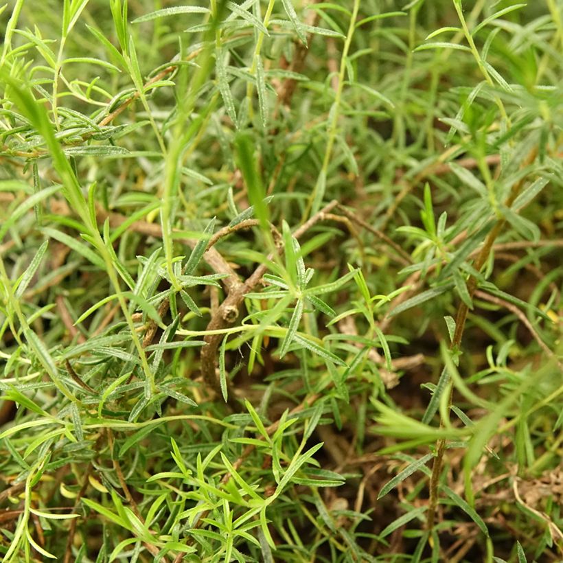 Diosma hirsuta Pink Diamond (Follaje)