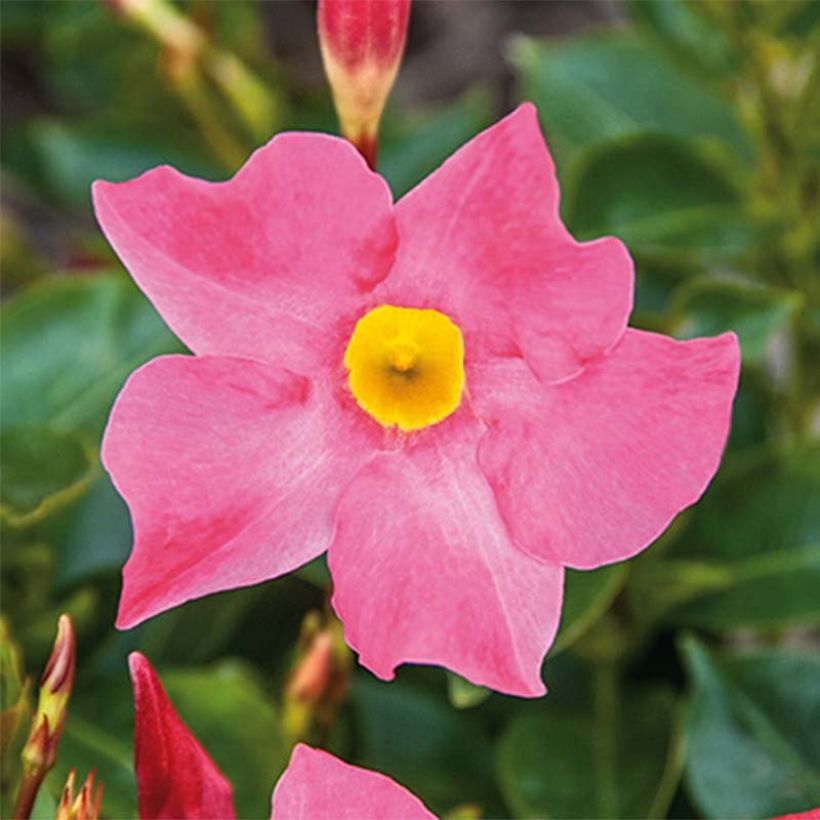 Dipladenia Bella Pink - Mandevilla (Floración)