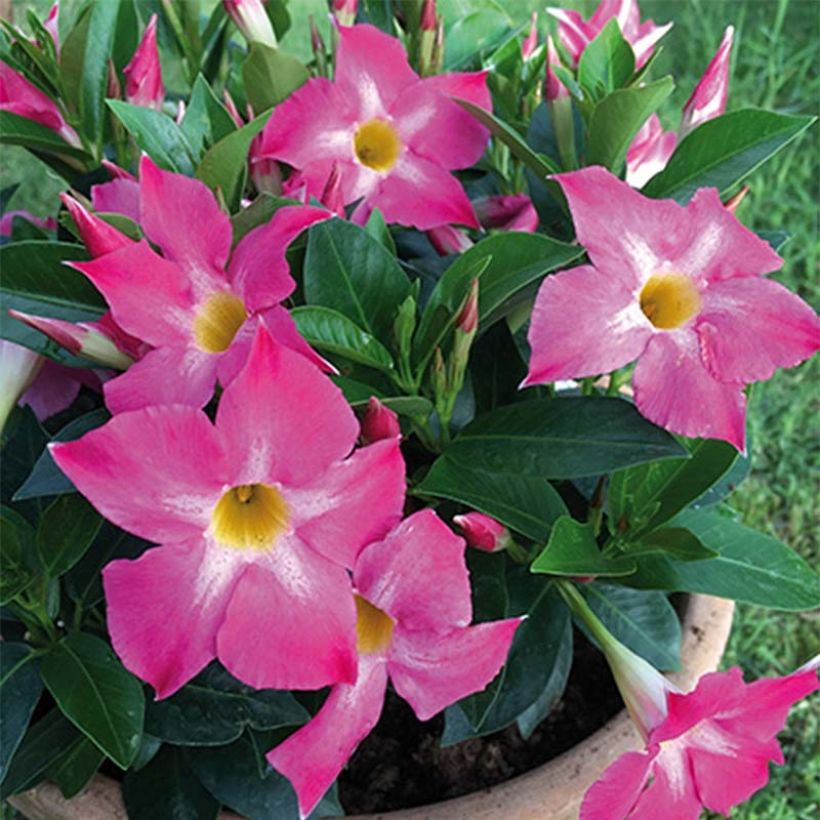 Dipladenia Bella Pink Star - Mandevilla (Floración)