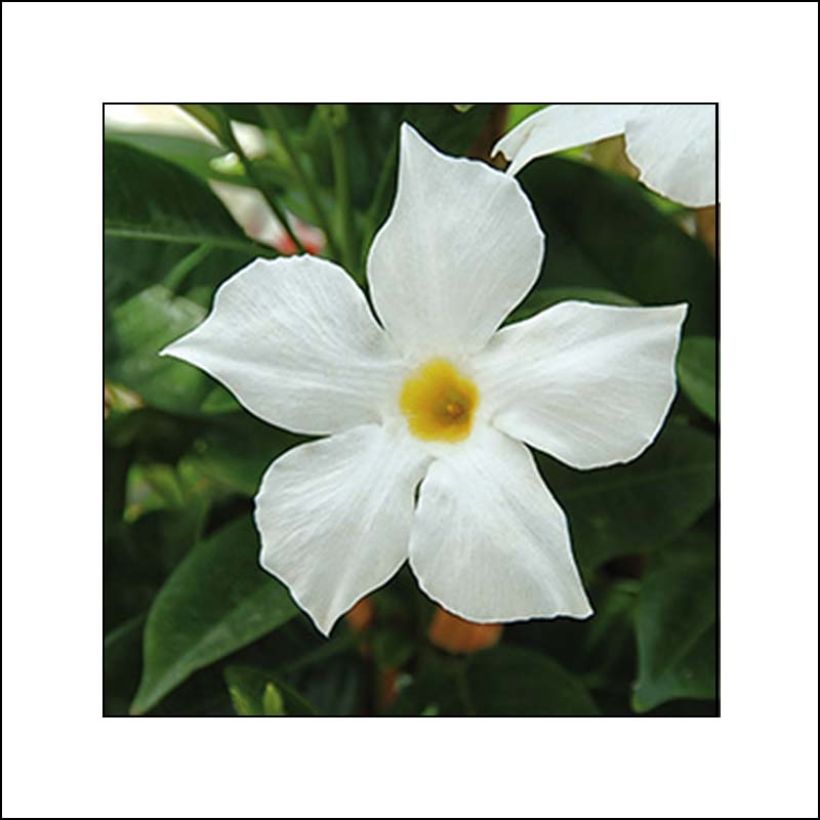 Dipladenia BELLA White - Mandevilla (Floración)