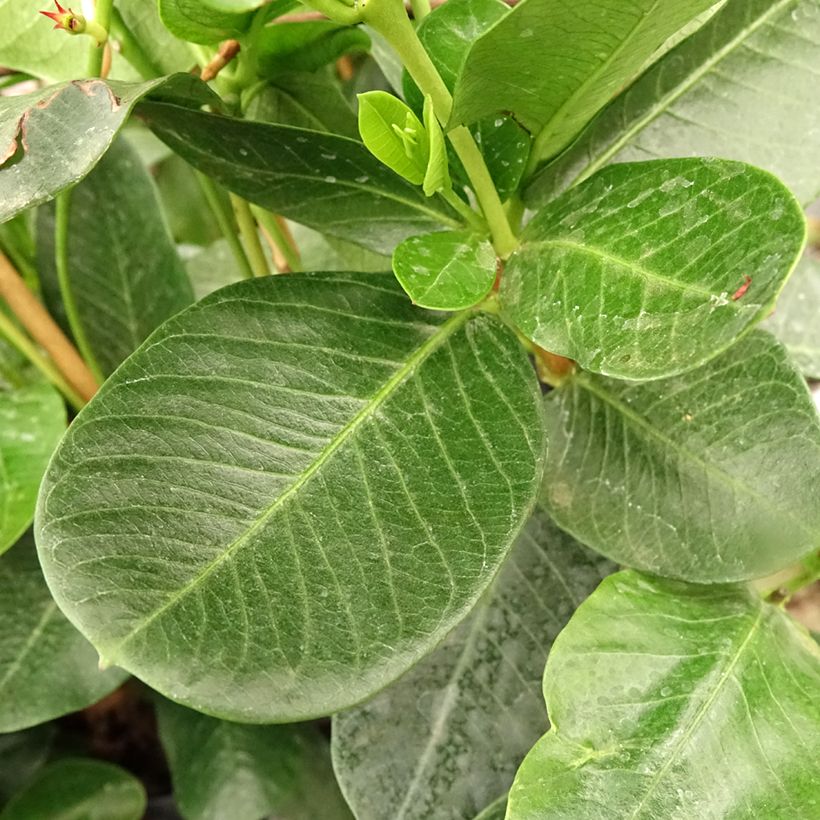 Dipladenia Diamantina Agate mini Strawberry red - Mandevilla (Follaje)