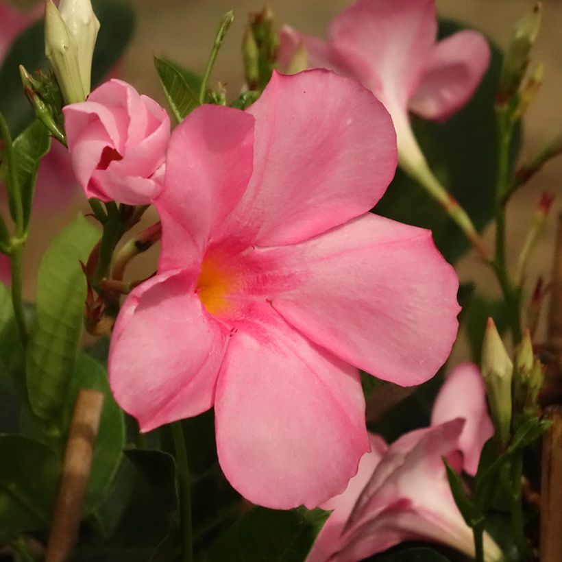 Dipladenia Diamantina Agate mini Strawberry red - Mandevilla (Floración)