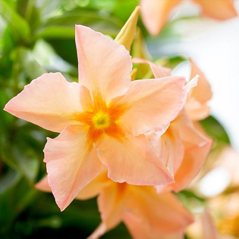 Mandevilla sanderi Diamantina Emerald Amber Star - Dipladenia (Floración)