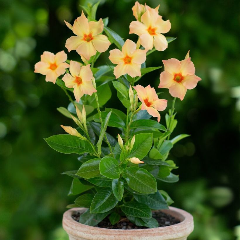 Mandevilla sanderi Diamantina Emerald Amber Star - Dipladenia (Porte)