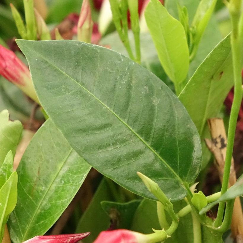 Dipladenia Diamantina Jade Red - Mandevilla (Follaje)