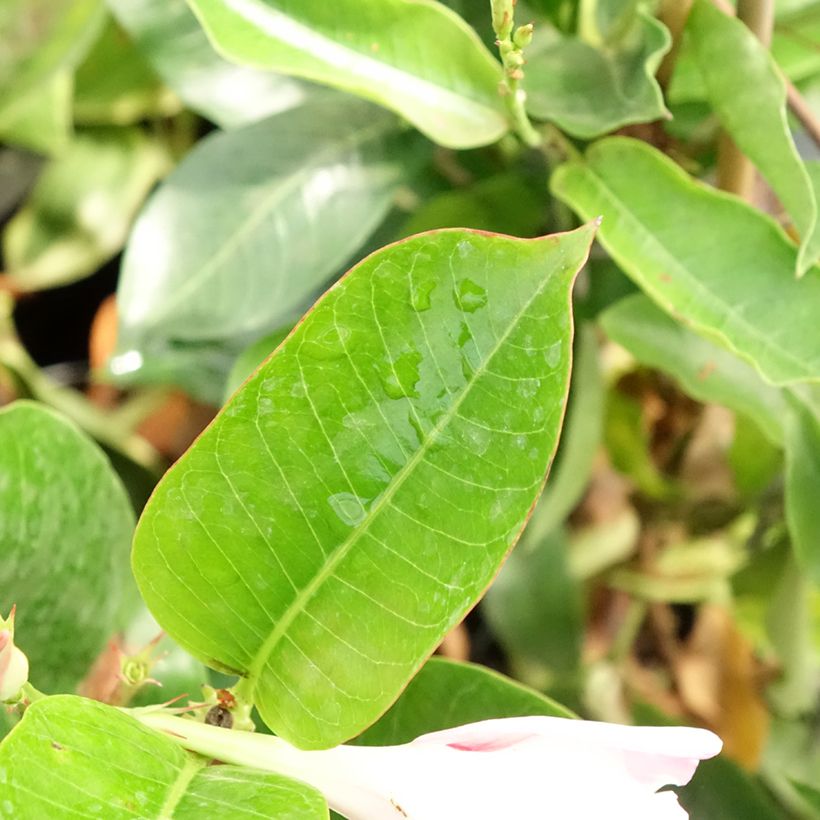 Dipladenia Diamantina Jade Rose - Mandevilla (Follaje)