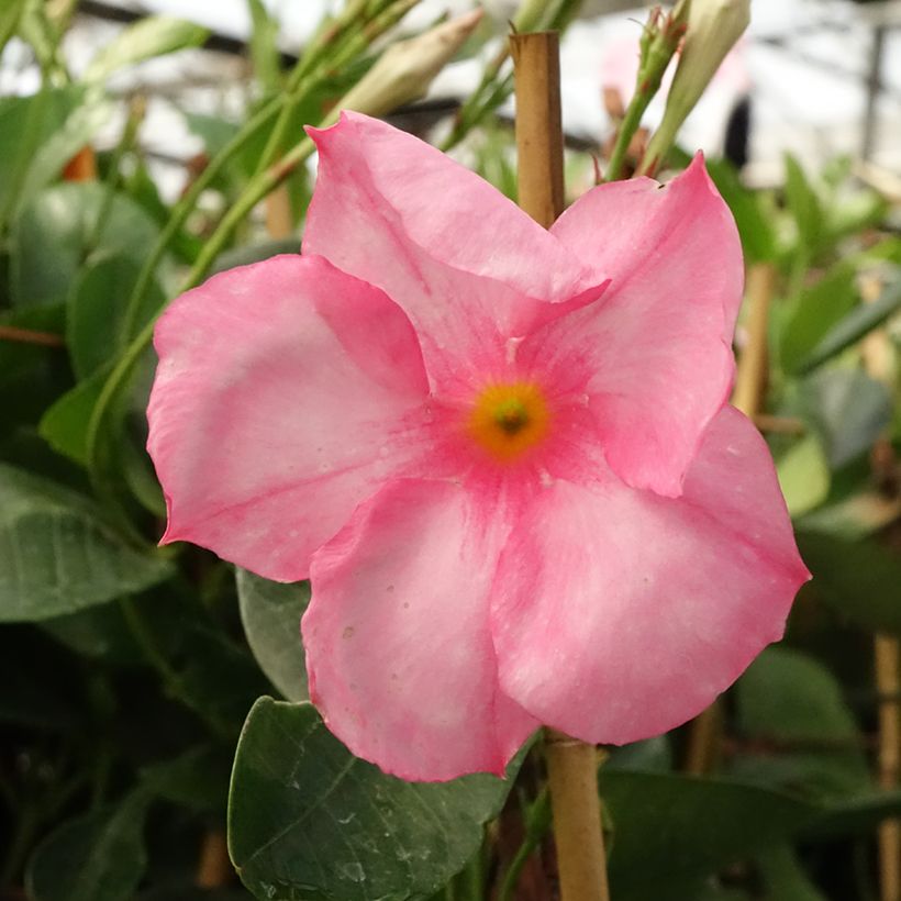 Dipladenia Diamantina Jade Rose - Mandevilla (Floración)