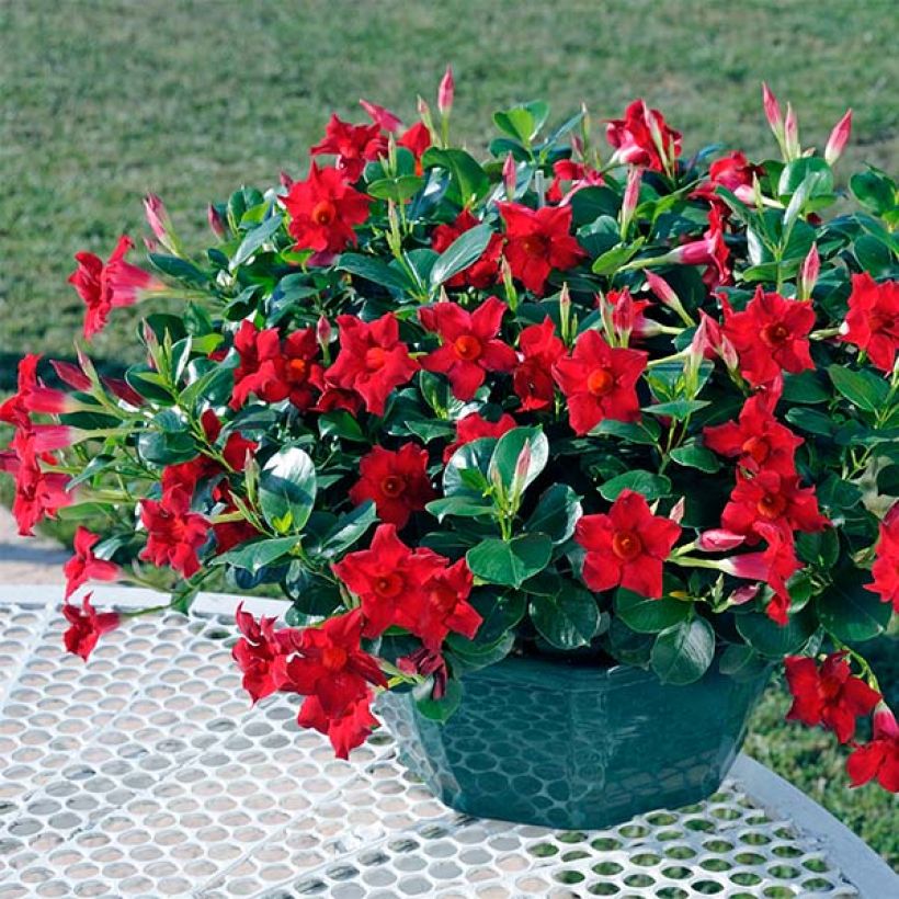 Dipladenia Diamantina Jade Scarlet - Mandevilla (Porte)