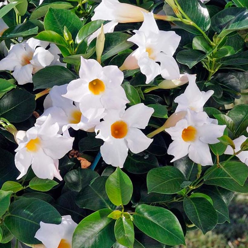 Dipladenia DiamantinaJade White - Mandevilla (Floración)