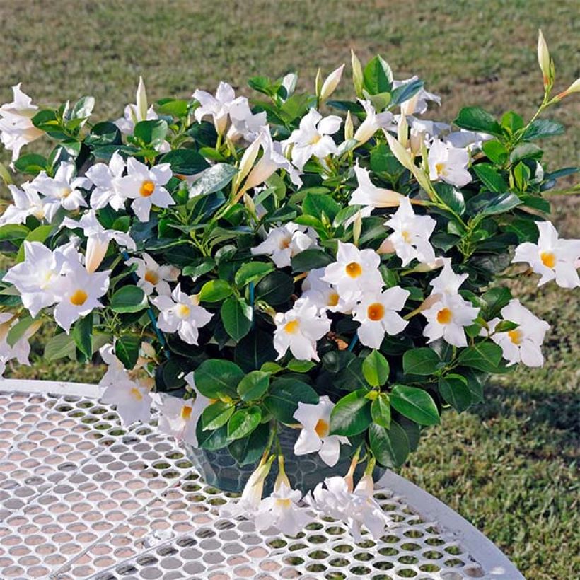 Dipladenia DiamantinaJade White - Mandevilla (Porte)