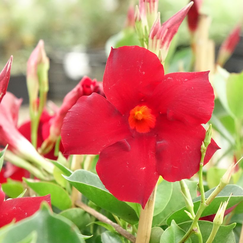 Dipladenia Diamantina Jade XXL Red - Mandevilla (Floración)