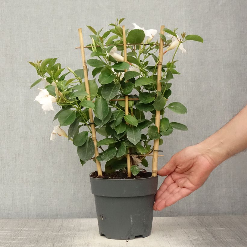 Ejemplar de Dipladenia diamantina Jade XXL White - Mandevilla - Pot de 1,5L/2L entregado en verano