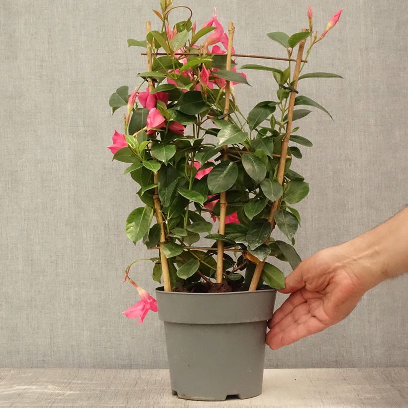 Ejemplar de Dipladenia Diamantina Opale Fuchsia Flammé  Pot de 2L/3L entregado en verano