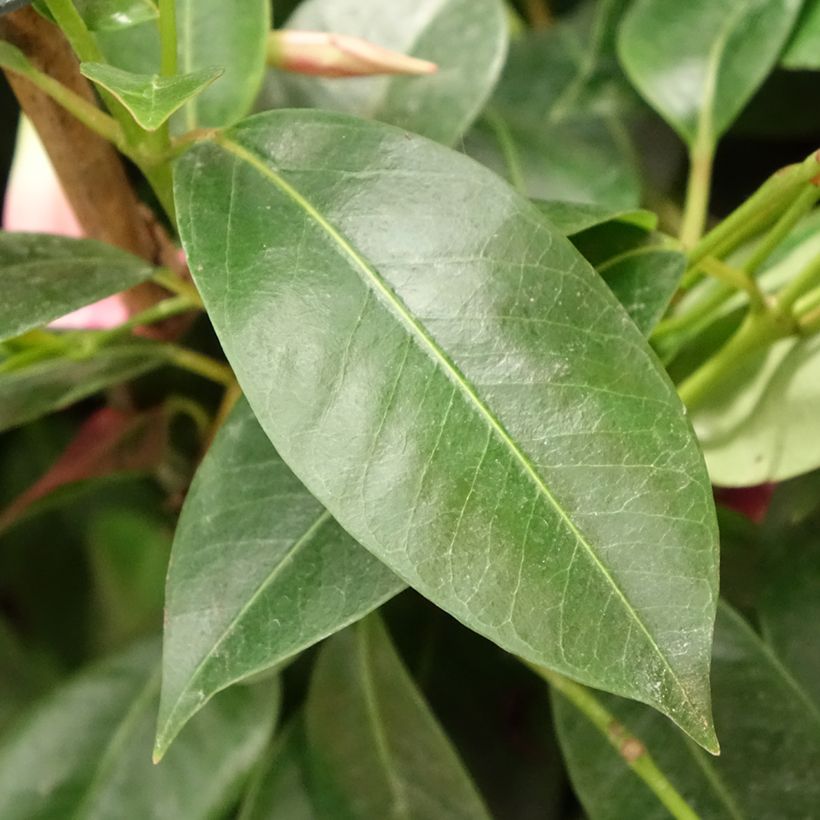 Dipladenia Diamantina Opale Fucsia Flammé - Mandevilla (Follaje)