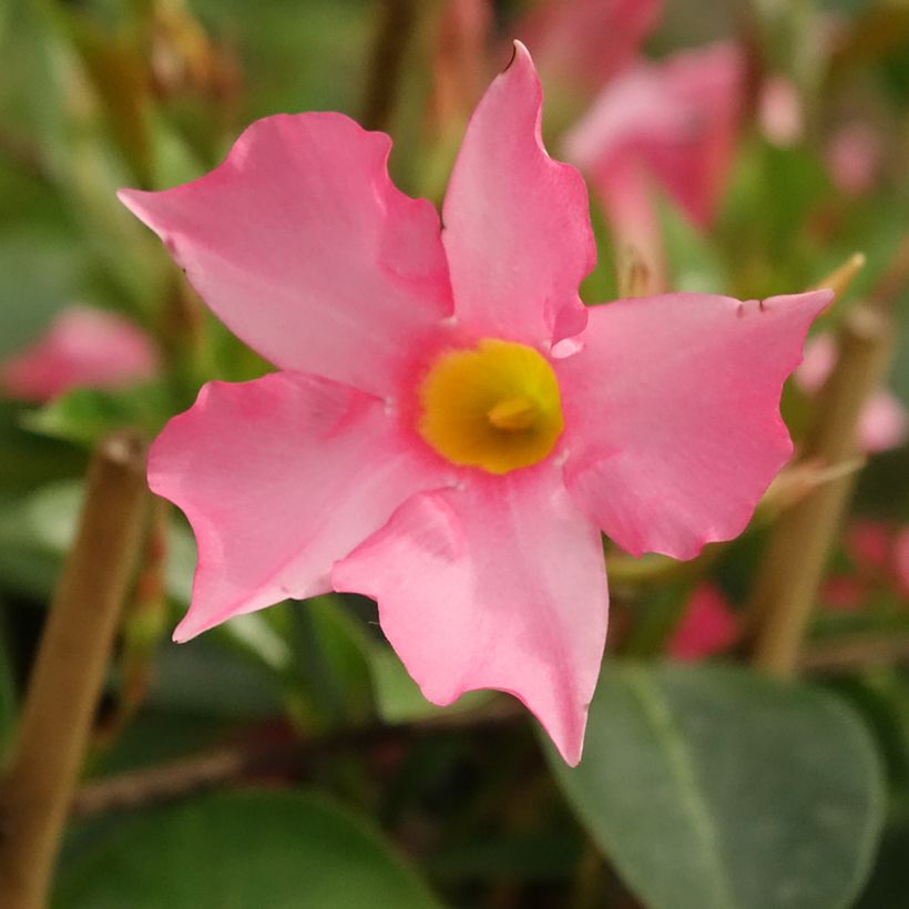 Dipladenia Diamantina Opale Fucsia Flammé - Mandevilla (Floración)