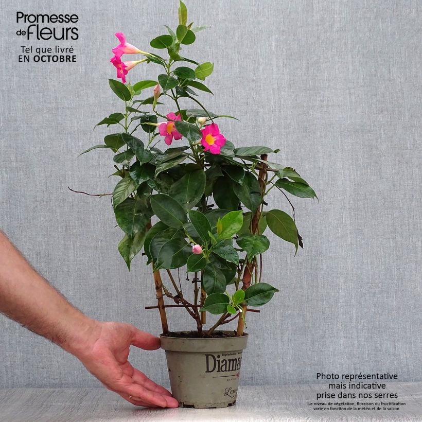 Ejemplar de Dipladenia Diamantina Quartz Pink & Yellow Pot de 1L/1,5L entregado en otoño