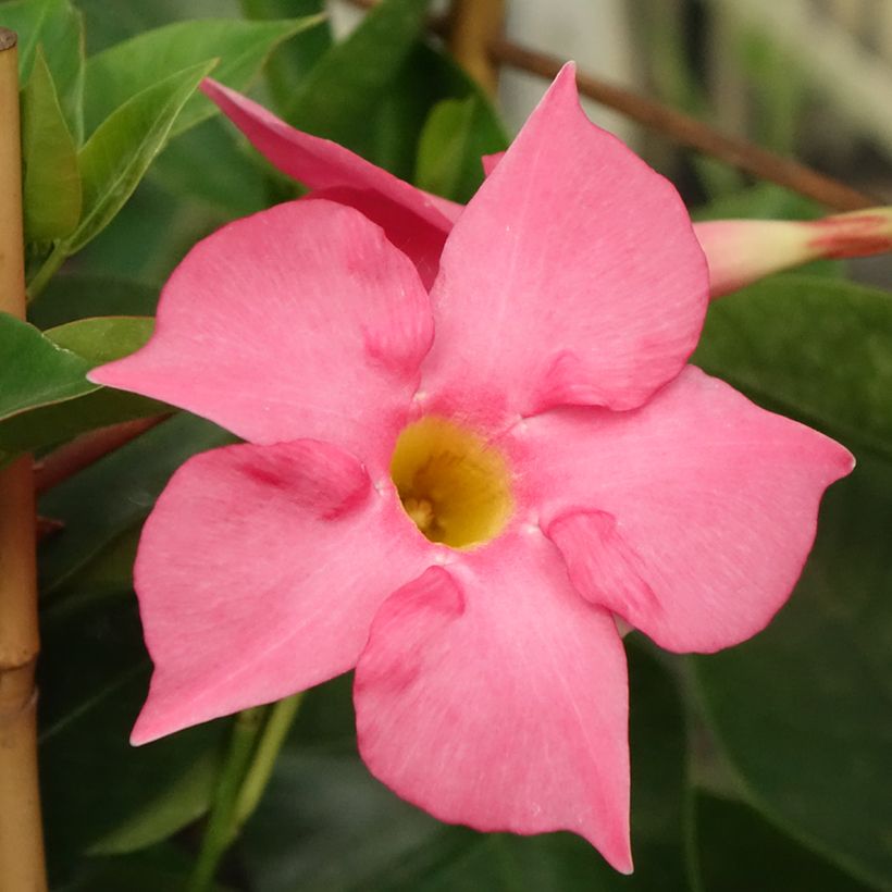 Dipladenia Diamantina Tourmaline Fucsia intense - Mandevilla (Floración)