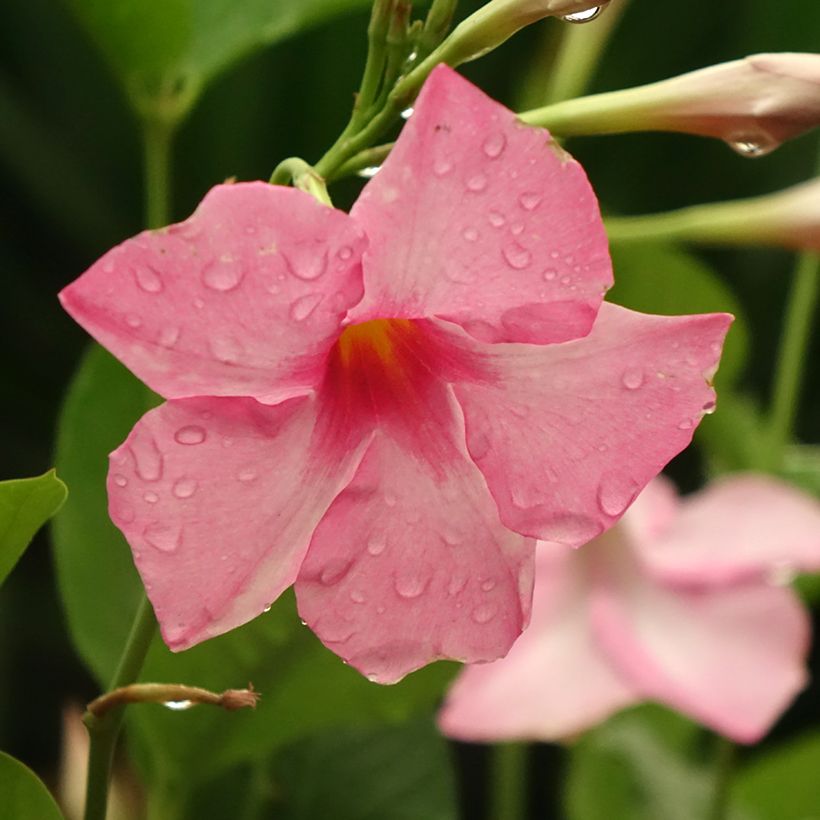 Dipladenia Diamantina Tourmaline Pink - Mandevilla (Floración)