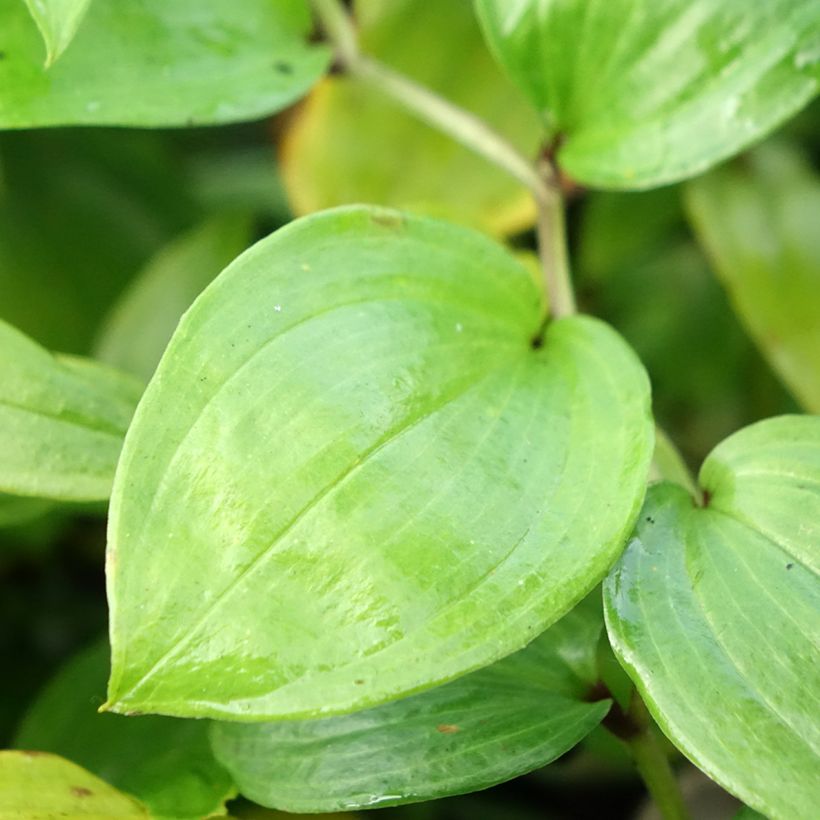 Disporum megalanthum (Follaje)