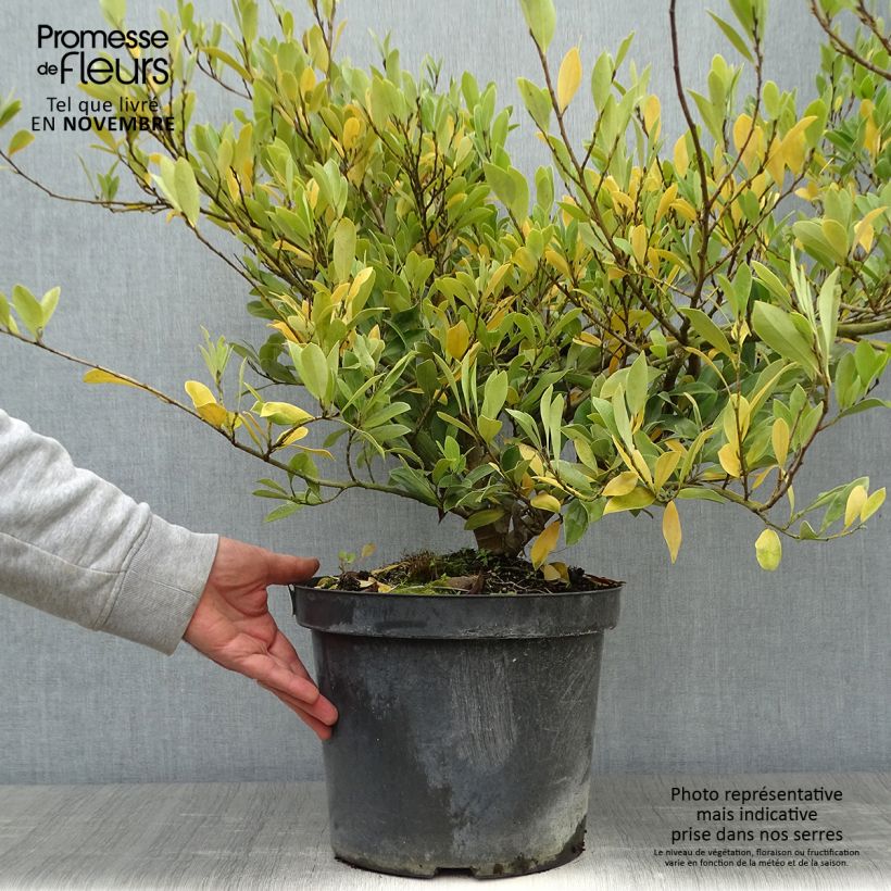 Ejemplar de Distylium (x) Blue Cascade en pot de 7,5l/10l entregado en otoño