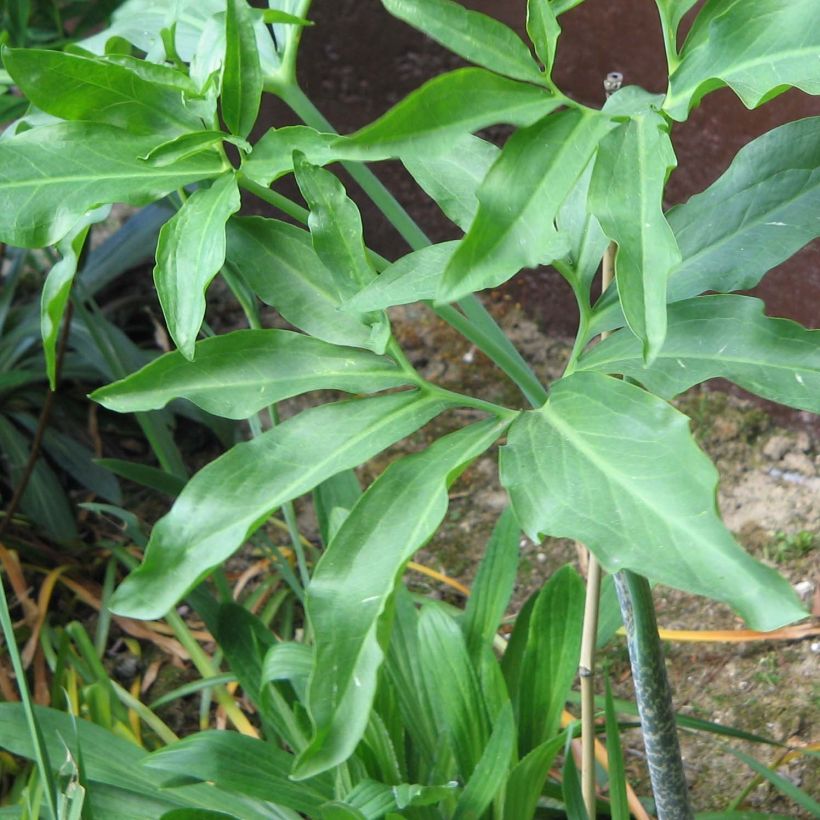 Dracunculus vulgaris - Dragón de verano (Follaje)