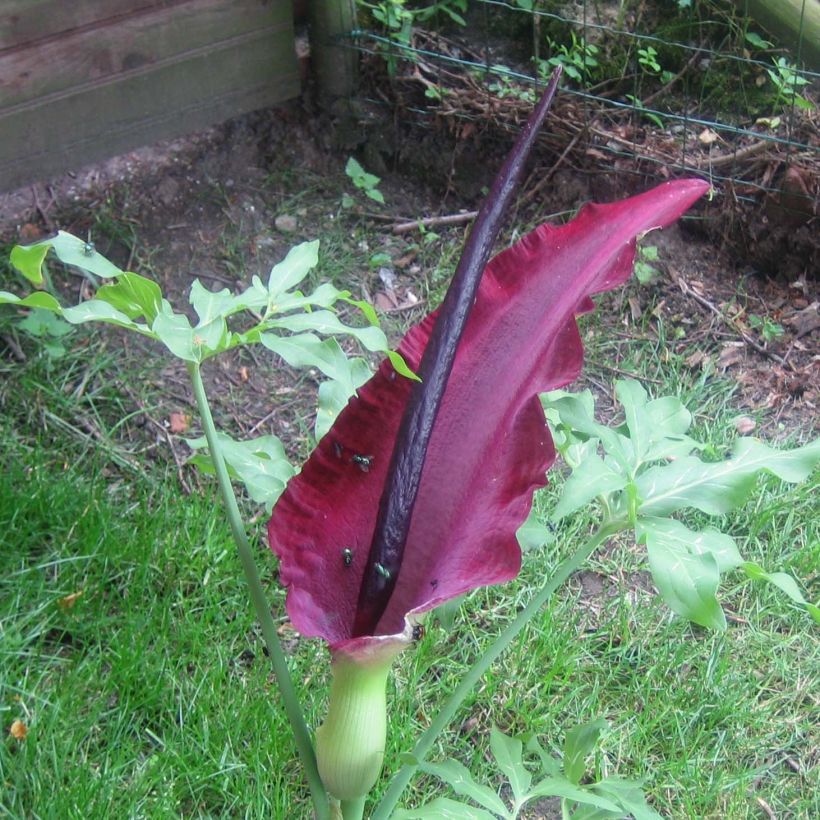 Dracunculus vulgaris - Dragón de verano (Floración)