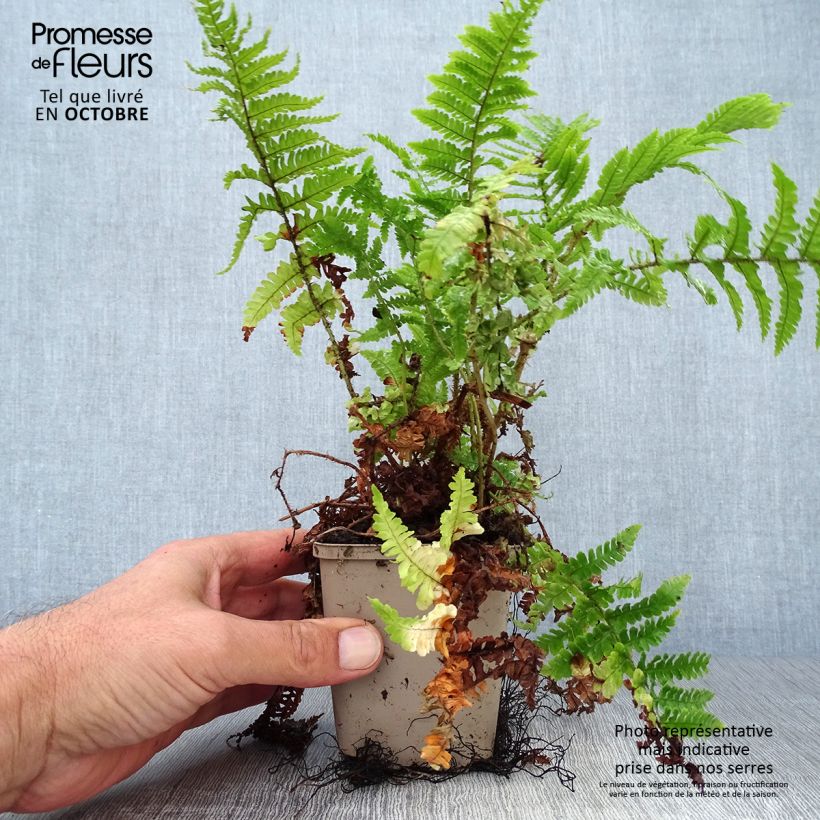 Ejemplar de Dryopteris affinis Crispa - Fausse Fougère mâle naine Godet de 9cm entregado en otoño