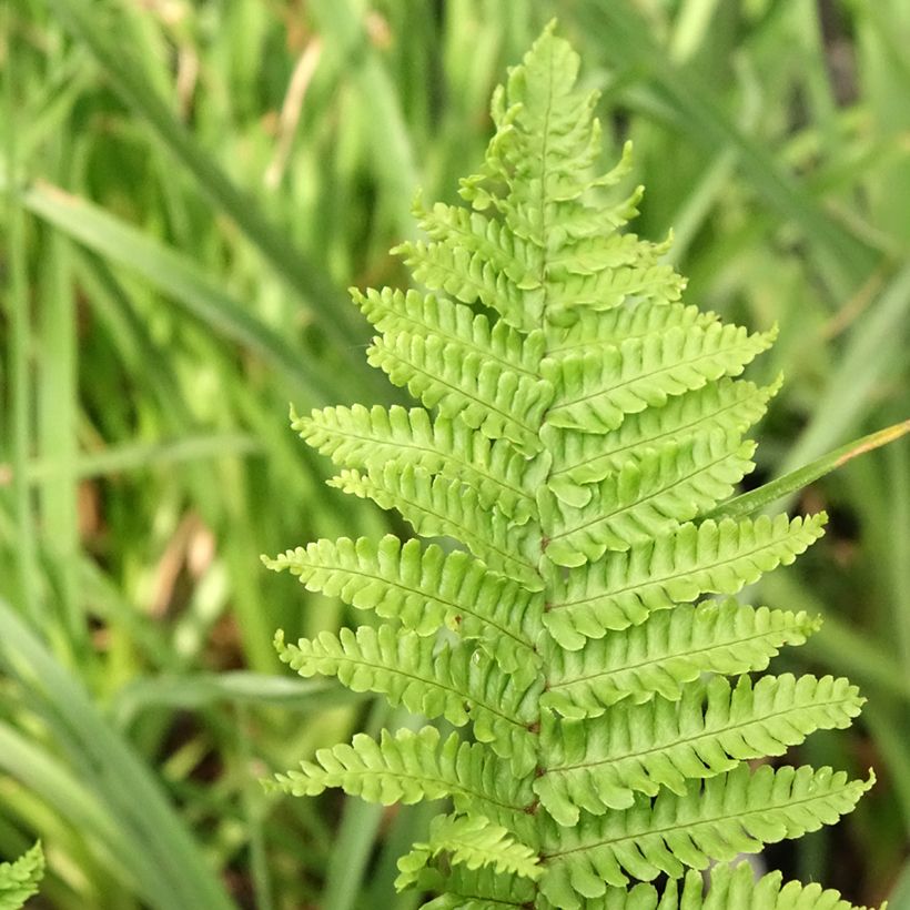 Dryopteris affinis Crispa - Falso helecho macho (Follaje)