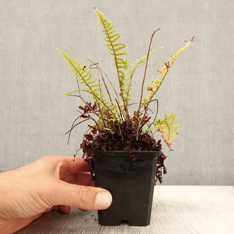 Ejemplar de Dryopteris affinis Cristata - Fausse Fougère mâle Godet de 9cm entregado en otoño