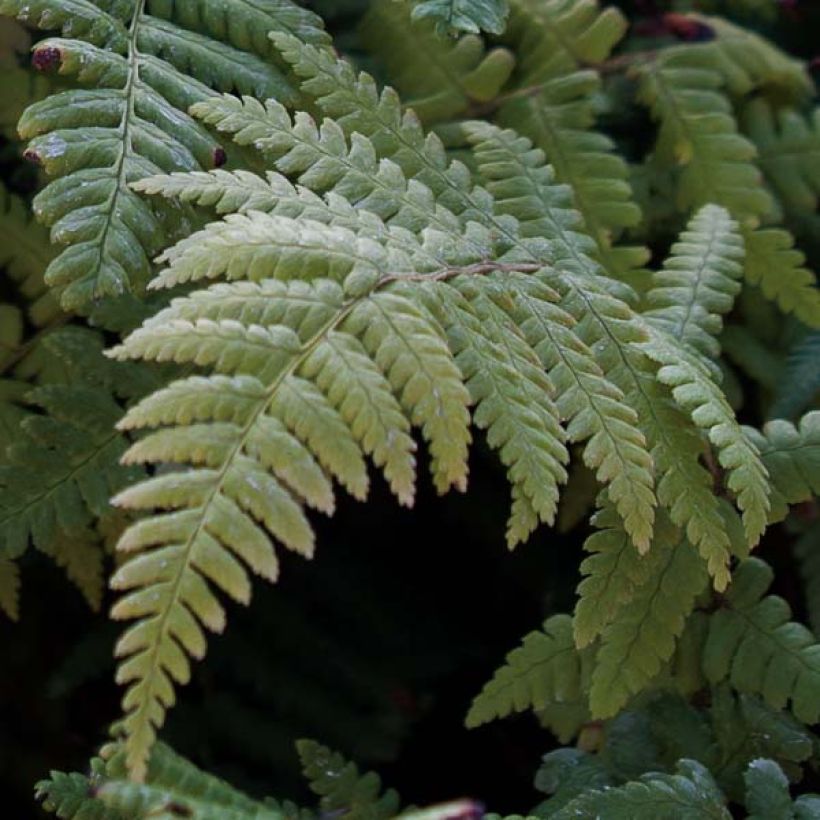 Dryopteris affinis - Falso helecho macho (Follaje)