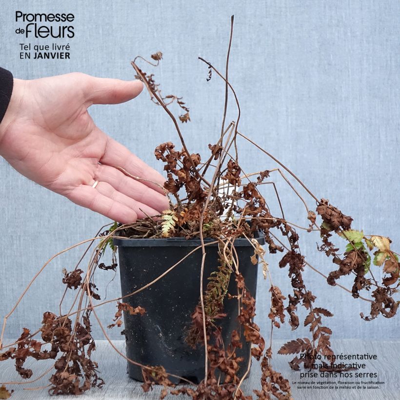 Dryopteris carthusiana - Fougère ou Dryoptéride des chartreux - Pot de 2L/3L Ejemplar entregado en invierno