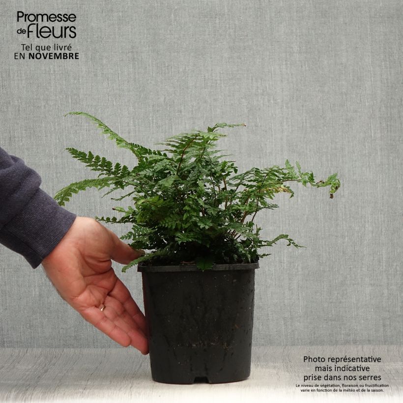 Ejemplar de Dryopteris championii - Fougère persistante Pot de 2L/3L entregado en otoño