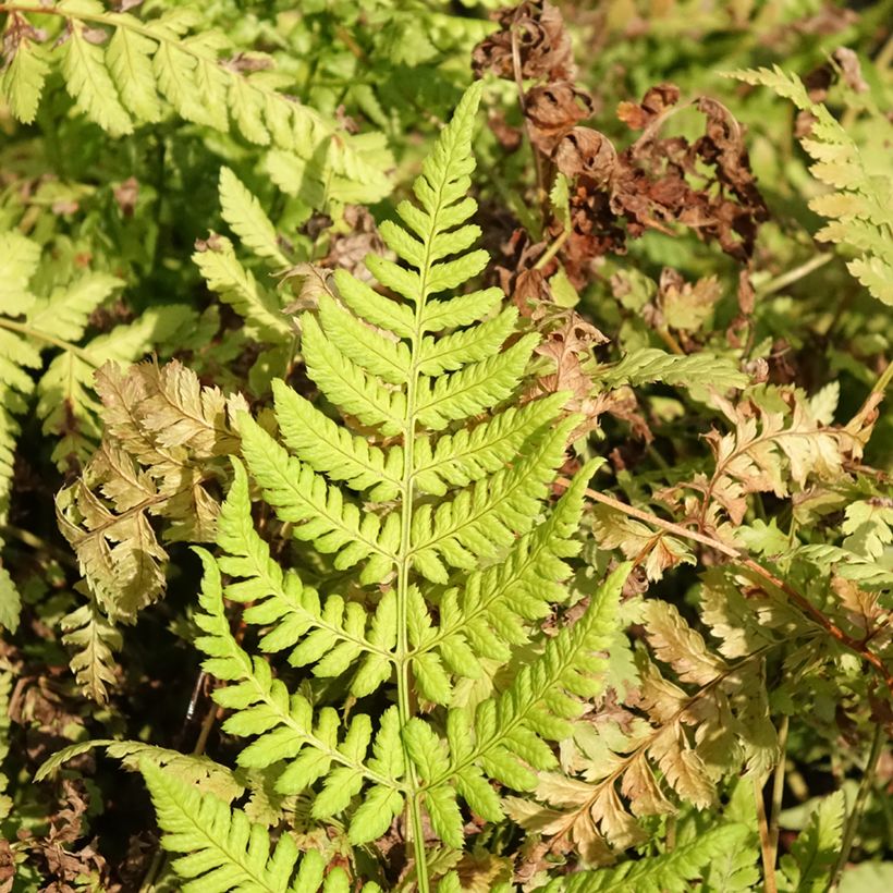 Dryopteris dilatata Crispa Whiteside - Helecho macho dilatado (Follaje)