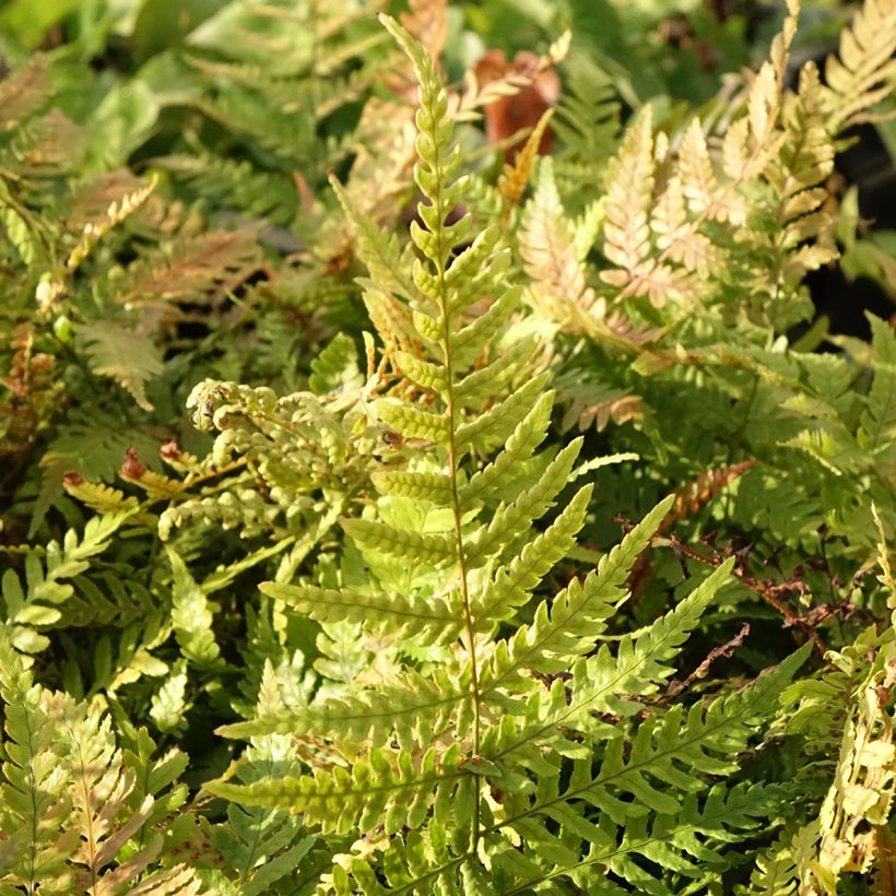 Dryopteris erythrosora Prolifica - Helecho macho de sori rojos (Follaje)