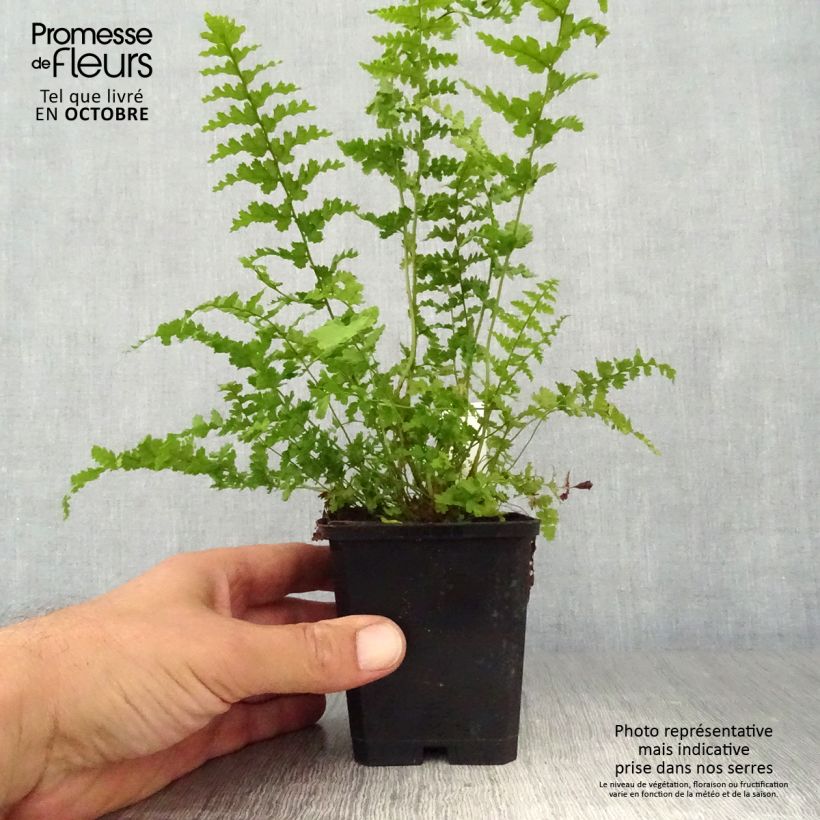 Ejemplar de Dryopteris filix-mas Barnesii - Helecho macho común entregado en otoño