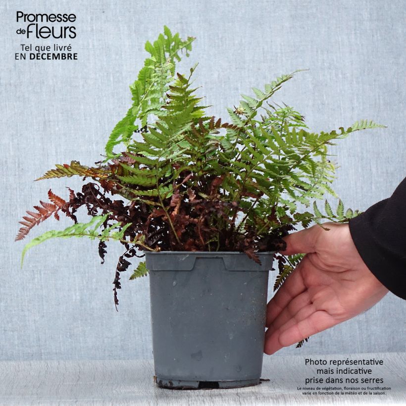 Dryopteris filix-mas - Fougère mâle Pot de 2L/3L Ejemplar entregado en invierno