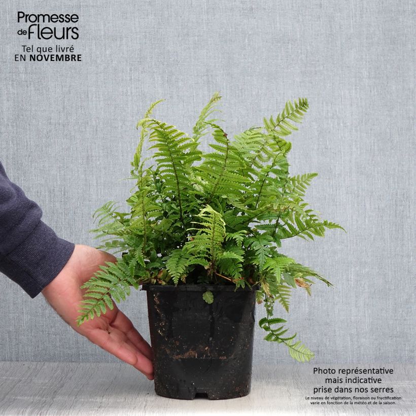 Ejemplar de Dryopteris kuratae - Fougère Pot de 2L/3L entregado en otoño