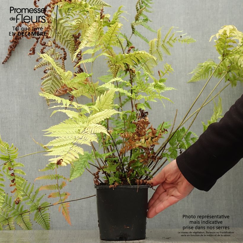 Dryopteris lepidopoda - Fougère Pot de 2L Ejemplar entregado en invierno