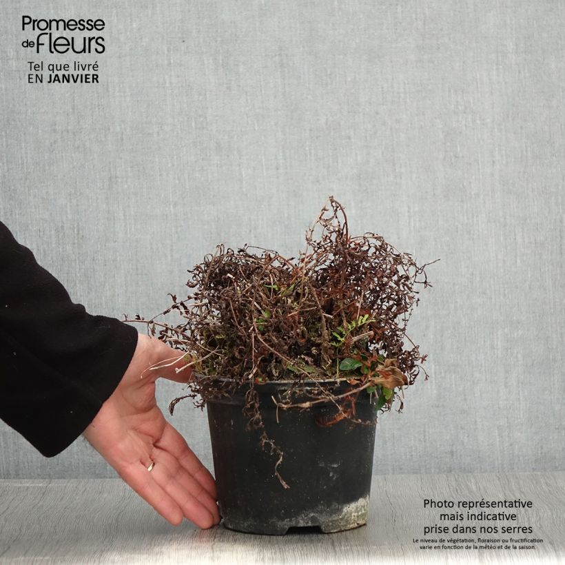 Dryopteris Linearis Polydactyla - Fougère mâle - Pot de 2L/3L Ejemplar entregado en invierno