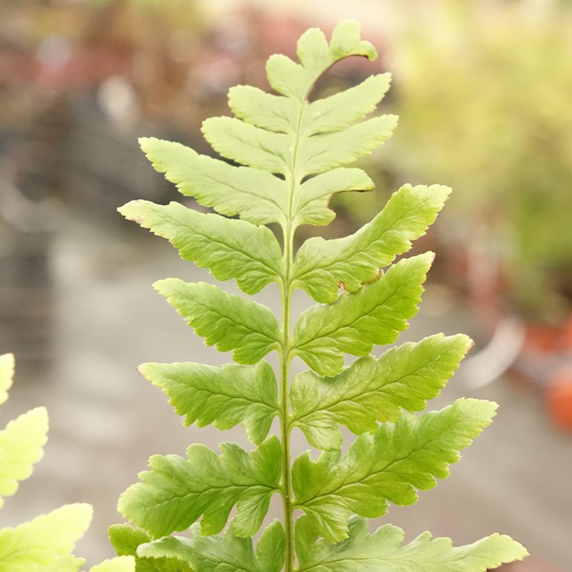 Dryopteris ludoviciana - Helecho (Follaje)